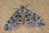 Thera sp.